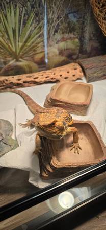 Bearded Dragon + Full setup included (Leominster)63700641392643124