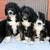 Aussiedoodle 1 thumbnail