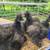 Silkies 4 thumbnail