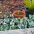 🌵 Parry’s Agave Century Cactus Plants  (Sago Palms too) 3 thumbnail