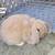 Holland lop bunnies Phoenix 3 thumbnail