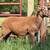 KHSI Registered Katahdin Ram Lambs 6 thumbnail