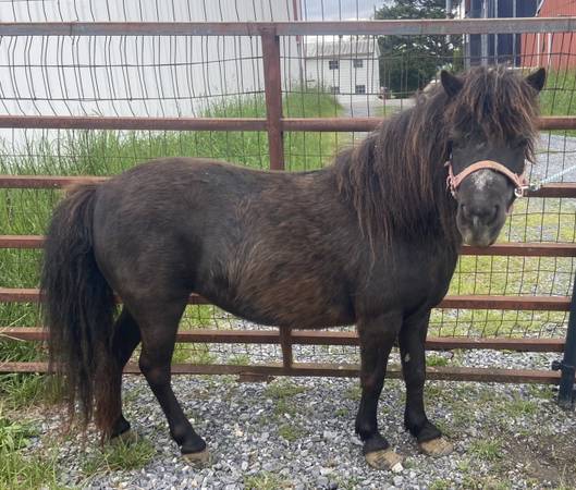 Della, AMHA/AMHR Black Miniature Horse Mare 1