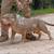 American Bully Pups 14 thumbnail