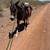 Mules 9 thumbnail