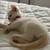 One Flame point Siamese Boy left For adoption 6 thumbnail