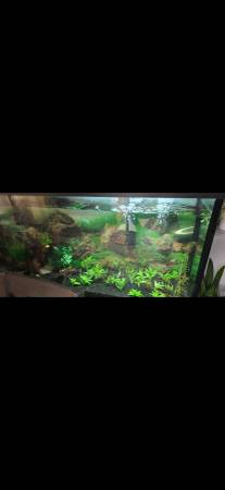 Acuario de 55 galones (El Cajon)