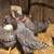 Chick pullet /chicken flock Barred Rock Chickens 6 thumbnail