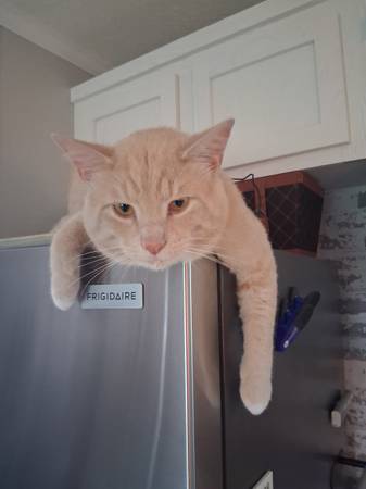 Patterson needs a home!! (Grosbeck)63908215923715121