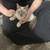 Lynx point Siamese 1 thumbnail