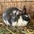 Polish rabbit 2 thumbnail