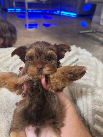 Teacup chocolate yorkies (Deltona)63846014342147124