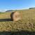 4x5 hay 1 thumbnail