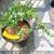 Assorted Potted Plants - Plumeria, Jade, Fiddle Leaf Fig, and More 2 thumbnail