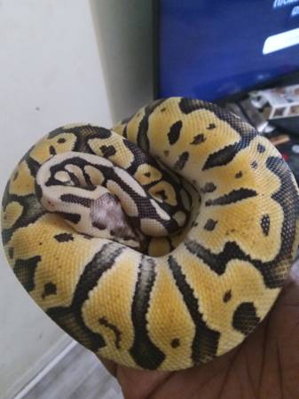 Pastel ball python (Jacksonville)63682104639747121