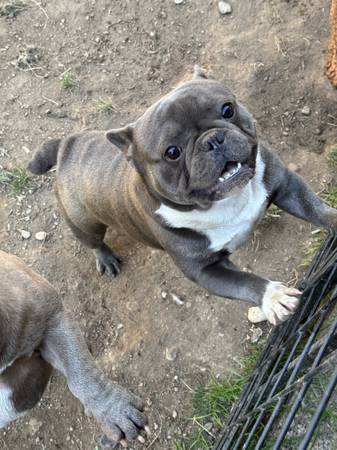 Mittens Frenchie (Des Moines)63851204906113122