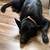 Black German Shepherd 3 thumbnail