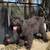 Rehoming Bernedoodles 4 thumbnail