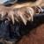 Bear skin rug 9 thumbnail