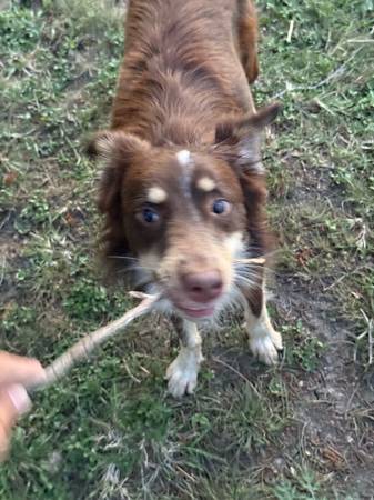 Border collie (Kempner)63839343856129124