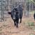 Highland calves 5 thumbnail
