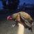 Laying Chickens and Pullets 3 thumbnail