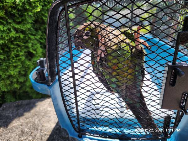 Green cheek/black cap conure (Long Island City)63950516611714120