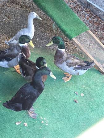 Quail (Kingsport)64144072848769120