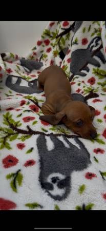 Los cachorros de dachshund en miniatura más adorables. ¡¡Son perfectos!!64193812114691121