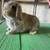 Holland Lop Bunnies 9 thumbnail
