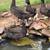 4 Cayuga / Mallard Cross Ducks 1 thumbnail