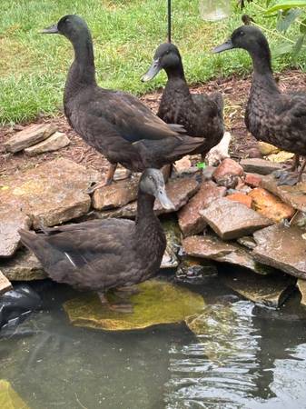 4 Cayuga / Mallard Cross Ducks 1