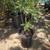 The jacaranda tree (Jacaranda mimosifolia) fast-growing purple bluem 5 thumbnail