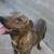 BRUTUS/PLOTT HOUND  MIX /CREEK PET ADOPTION 2 thumbnail
