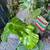 Superhealthy Monstera Deliciosa Plant in 10 Gallon Container 5 thumbnail