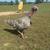 Turkeys 1 thumbnail