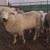 Valais Blacknose 1 thumbnail