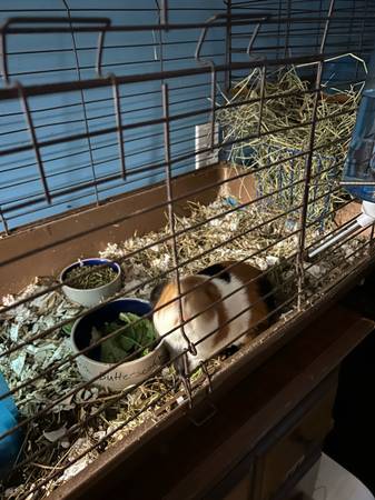 Two guinea pigs (Bridgewater)63863495914883121