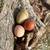 Hatching eggs 1 thumbnail