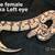 Ball python collection 2 thumbnail