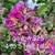 Podocarpus ligustrum areca firebush ixora clusia palm 10 thumbnail