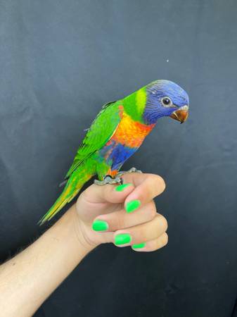 Rainbow Lorikeet (vallejo / benicia)63836592033921121