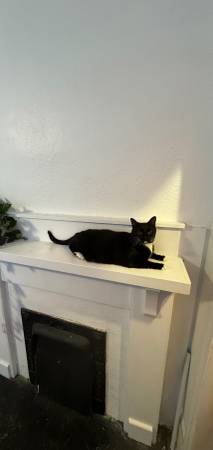 Rehoming two cats (Simpsonville)63661489905409122