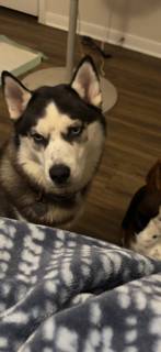 Husky Siberiano (Bastrop tx)63839342529921121