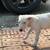 Puppies bull terrier 3 thumbnail
