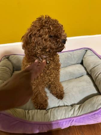 Poodle Toy Hembra (Ginebra)63664482176385122