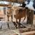 Nigerian Dwarf 3 thumbnail