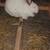 Rabbits 3 thumbnail