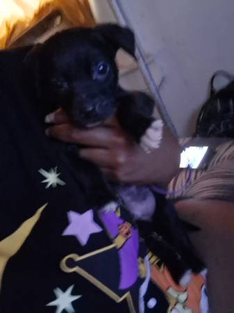 3 month old puppies 1