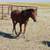 Welsh Pony - 9 month old Gelding 3 thumbnail